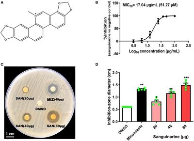 Sanguinarine, Isolated From Macleaya cordata, Exhibits Potent Antifungal Efficacy Against Candida albicans Through Inhibiting Ergosterol Synthesis